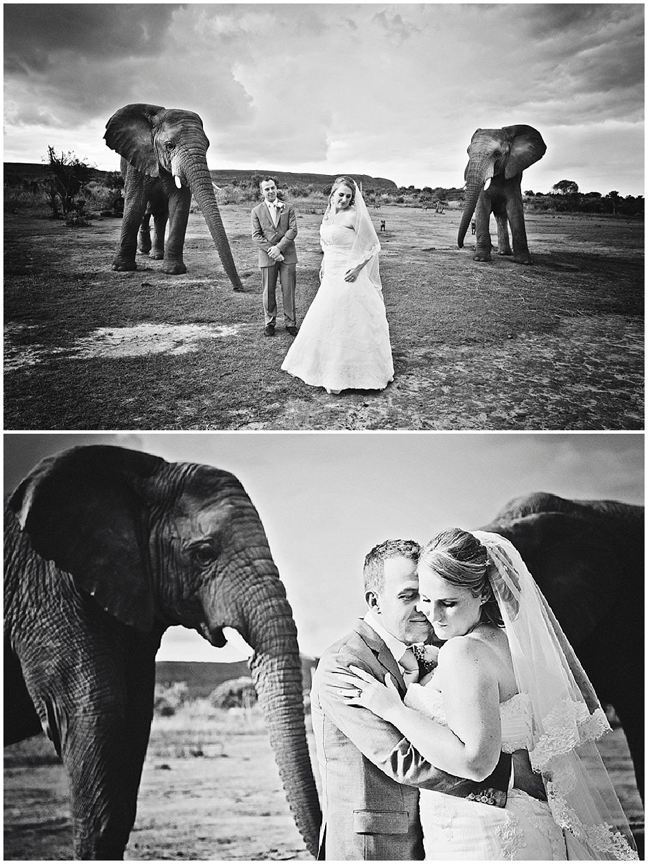 askari-elephant-black-white-photoshoot.jpg