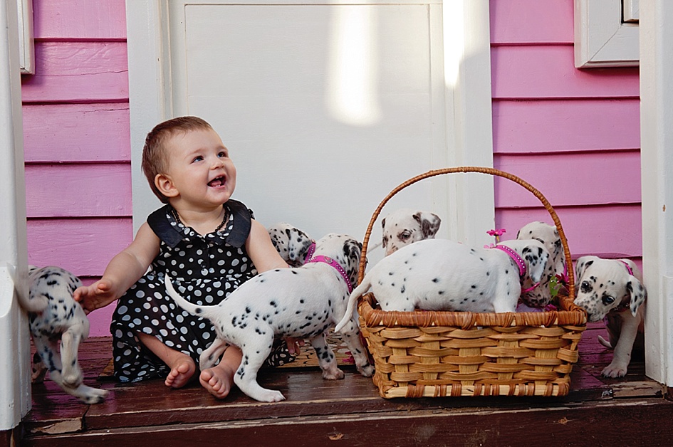 baby-dalmatian-puppy-shoot.jpg