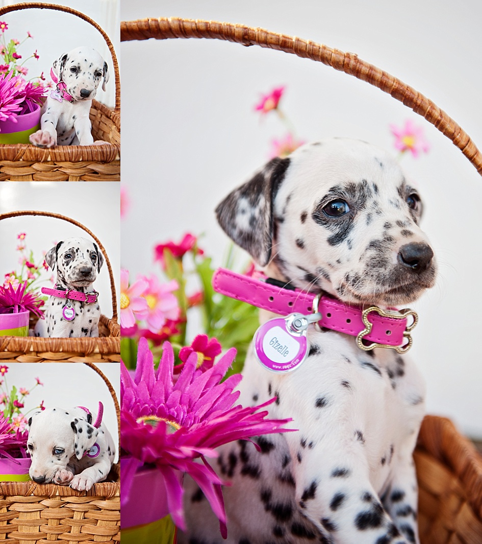 dalmatian-puppy-photoshoot.jpg